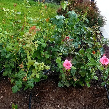 Iglika 아파트호텔 3*